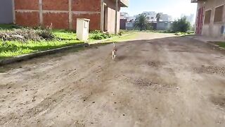 The stray mama cat was afraid that we would take her second kitten from her.