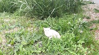 The white cat hit hard on the head of the cat eating next to her.