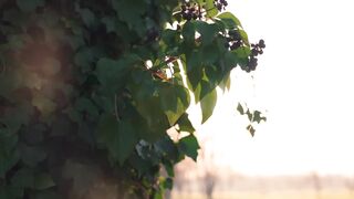 ???? Spring Awakens Nature | Fresh Colors, Blooming Flowers & Pure Vibes ????????