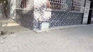 Stray ginger cats came to us and started smelling our fingers.
