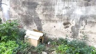 Mama Cat who was shy at first has cute kittens inside the wooden house.