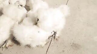 The white little beaks
