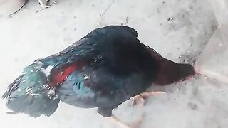 The chicken talks