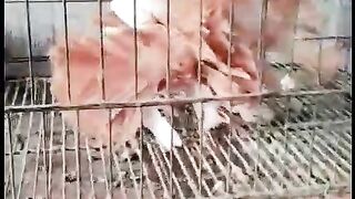 The kabootar