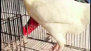 Third floor chicken
