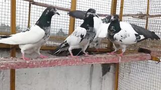 Fith kabootar