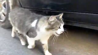 This cute and adorable cat is one of the food-hungry cats I encounter every morning.