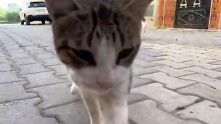 The cute pirate cat doesn't want to eat the same food as her cute friend.