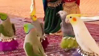 Funny Birds Dance