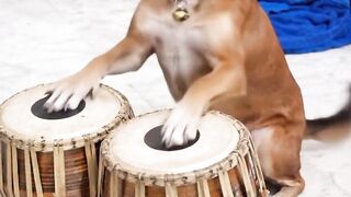 A Dog play musical instruments