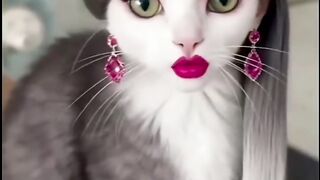 A cat is make beuty Makup