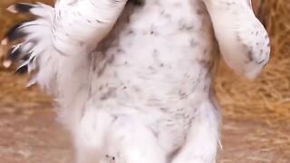 A Hen is performing Dance
