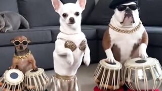 The Dogs Funny Dance And funny Moments