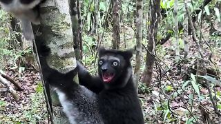 Animals Into the forest making noise