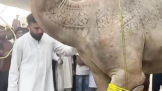 Camel High