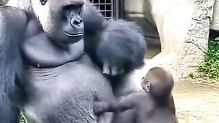 Gorilla