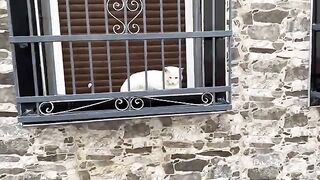 A white stray cat with big cheeks sits relaxing on the window.