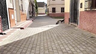 A shy kitten licks the outside of his food bowl because he is starving.