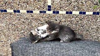 Mama cat is eating, kittens are playing cute fighting game on her wooden house.