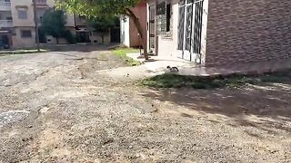 The stray cats let out a lot of meowing songs with dances when they see us.