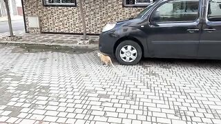 The cute cat left her dish and came to thank me for feeding all the stray cats.