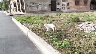 The stray fluffy tiger cat only wants love and cuddles, not food.