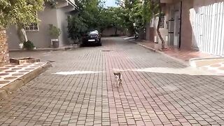 The fluffy cat was jealous and didn't want other cats to come near me.