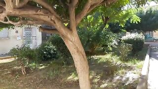 The shy stray cats gather in the small park because they know a food delivery service is coming.