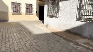 The tabby cat was very cute and friendly, unlike his shy mother.