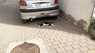 The handsome stray tuxedo cat hugs my leg after smelling other cats on it.
