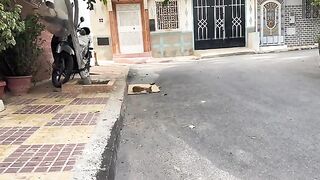 Stray cats interacting with a sheet of cardboard on the street.