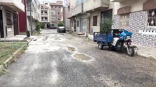 Stray cats follow the woman who carries food to the place where it will be placed.