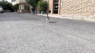 Stray kitten with a cute face and very friendly like her mother.
