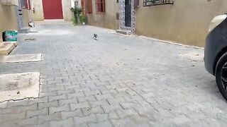 The little cat was telling me while eating, “Stay away, this is my meal.”