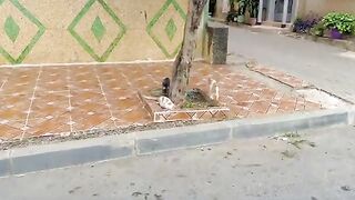 The stray teenage cats were interested in getting to know me from the first meeting.