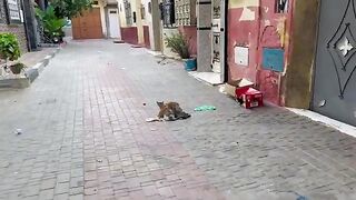 The kittens sucking milk from their mother in the middle of the street were hungry.