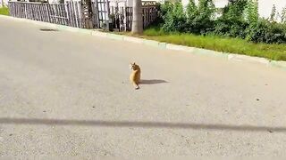 A ginger cat was left alone after some of his little friends were adopted.