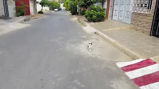 Friends A cute calico cat tries to lead me to my car but doesn't try to trust me.