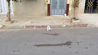 The sweet kitten who came to the white cat for love is a very cute kitten.