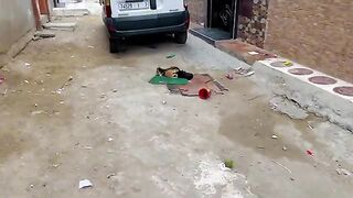 The sweetest mother cat and her cute kittens are sleeping on the street, warming each other.