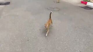 A mother ginger cat stands and meows for food for her and her kittens.