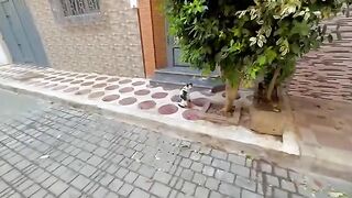 A stray cat never wants a calico cat to come near him.