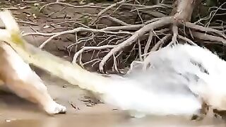 FIGHTER PUMA VS ANACONDA
