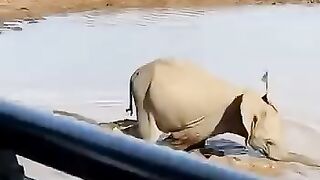 Crocodile VS Elephant