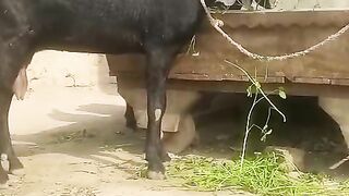 The black goat