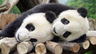 The cutest and most adorable baby animals you've ever seen! | Ultra HD