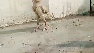 The gghhjjkkkhhh