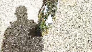 The pea. Rooster
