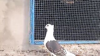 Pigeon number one