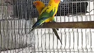 The pair no